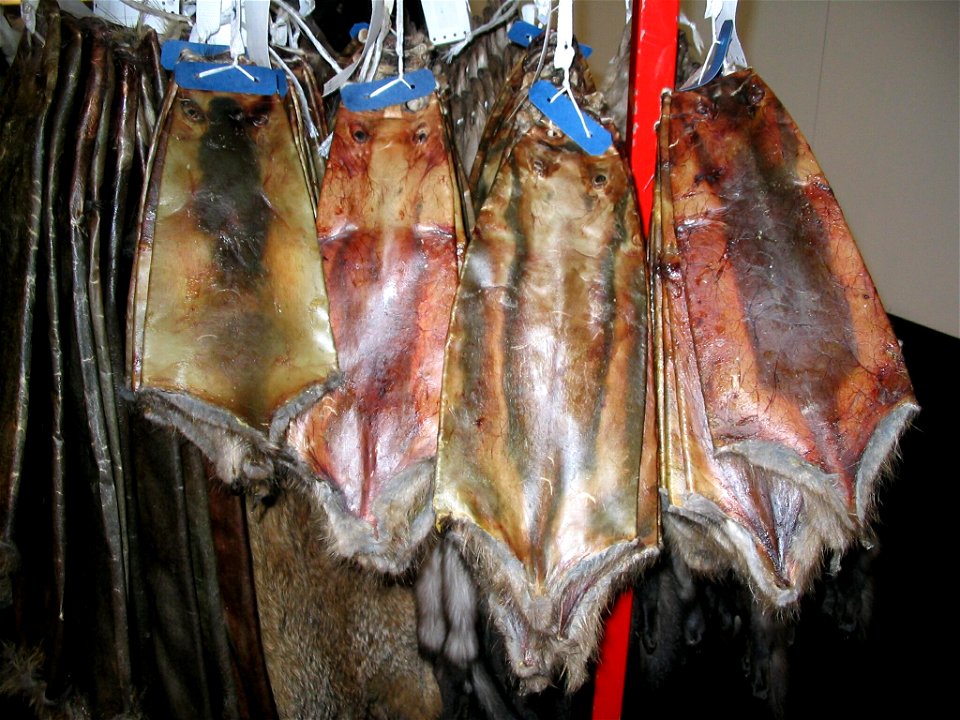 Muskrat untanned fur-skins (Europe)