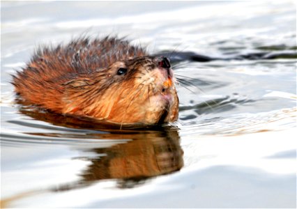 Photo: Tom Koerner/USFWS photo