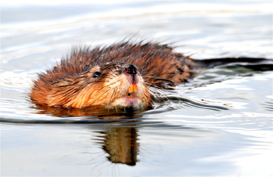 Photo: Tom Koerner/USFWS