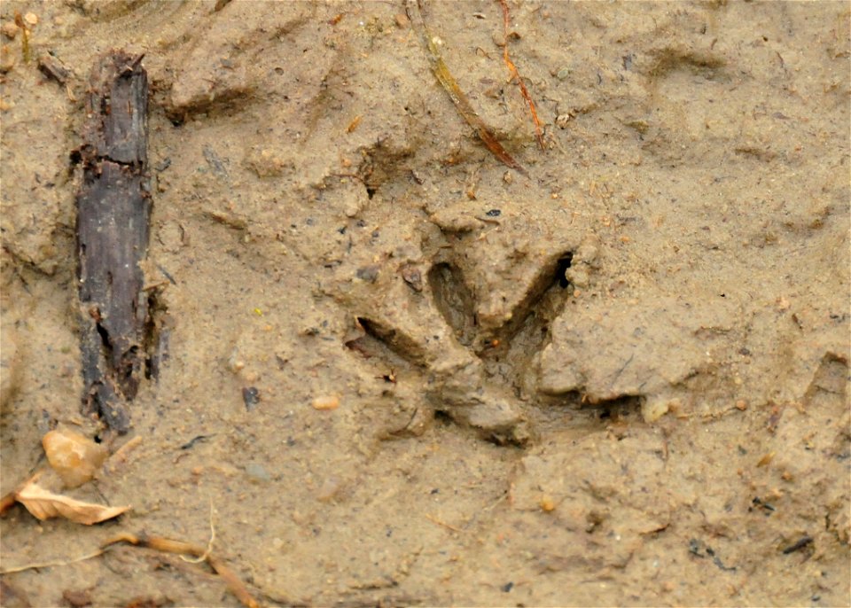 Photo: Tom Koerner/USFWS