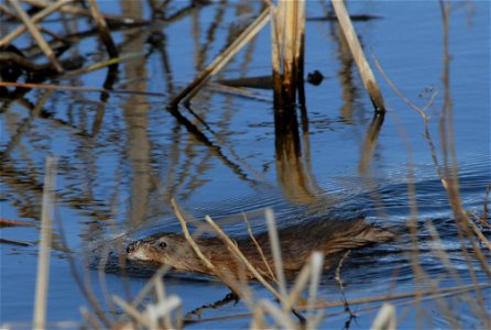Muskrat Swimming