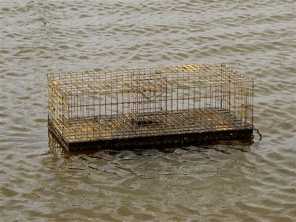 Muskrat trap near Zutphen, NL