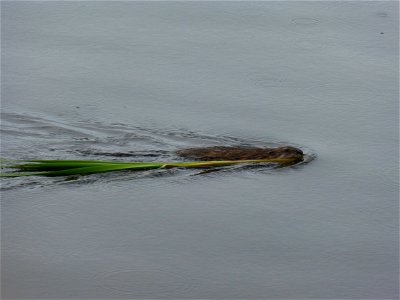 Entry from the 2014 Seney National Wildlife Refuge Photo Contest.

Photo courtesy of Laura Gasaway.