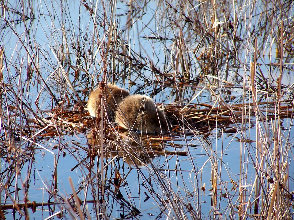 Muskrats on Bowdoin NWR

Credit: USFWS