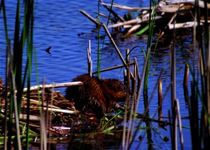 Muskrat in a South Dakota pothole wetland.. photo