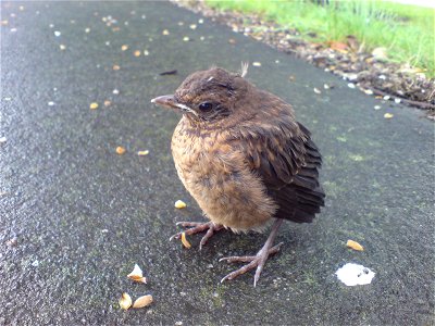 Blackbird chick in Auckland, New Zealand. The birds in NZ generally show little shyness to humans. photo