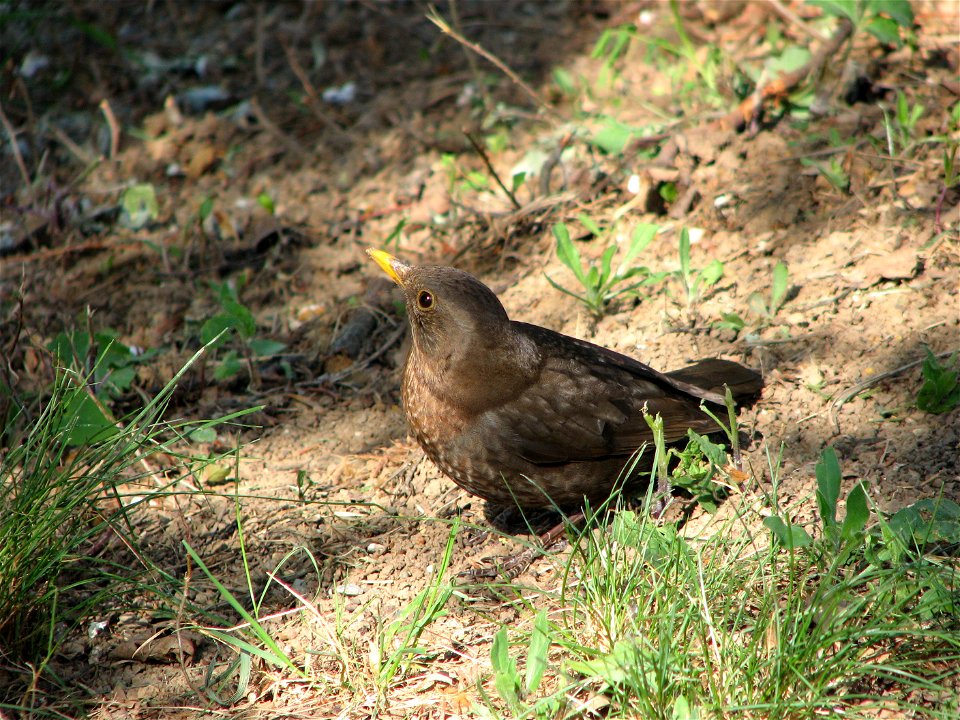 A young blackbird