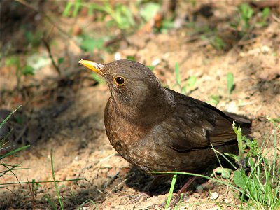 A young blackbird
