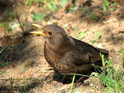 A young blakcbird photo