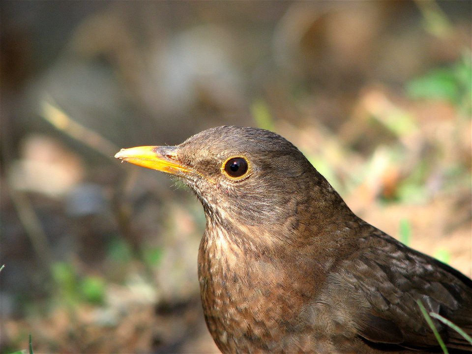 A young blackbird photo
