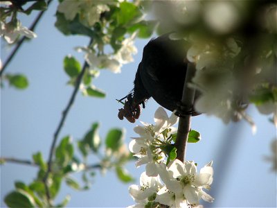 Blackbird in an apple-tree, beak full of food