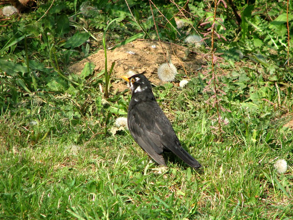 A male blackbird with partly leucistic head, in Brno - Bystrc photo