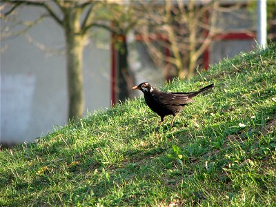 A blackbird with a partly leucistic head photo