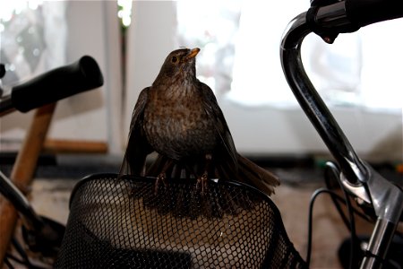 female blackbird with threatening posture to protect the chicks