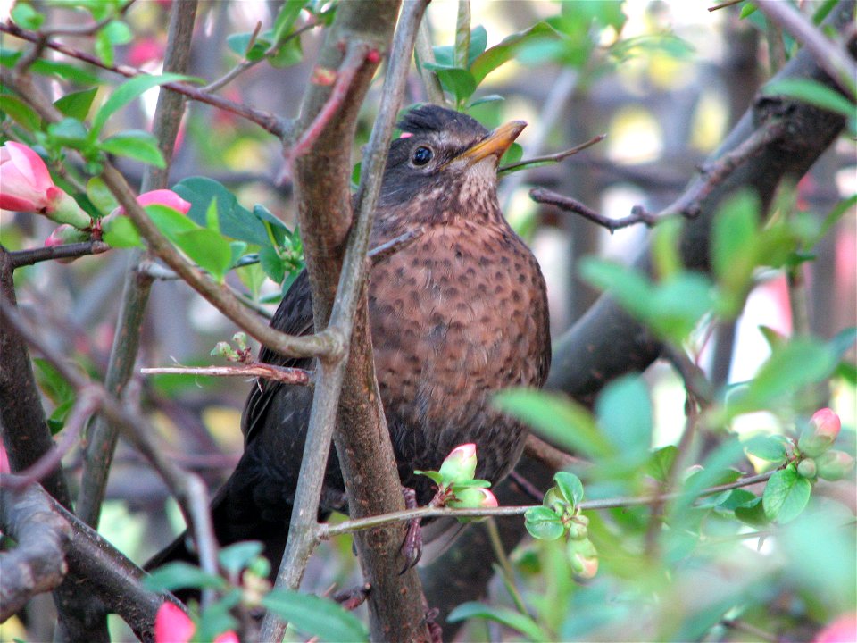 A female blackbird in Bystrc