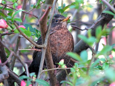 A female blackbird in Bystrc photo