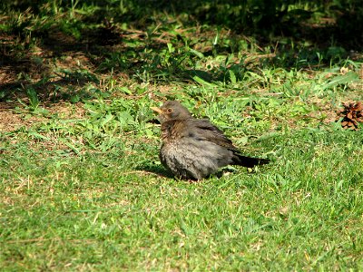 A blackbird in Bystrc photo