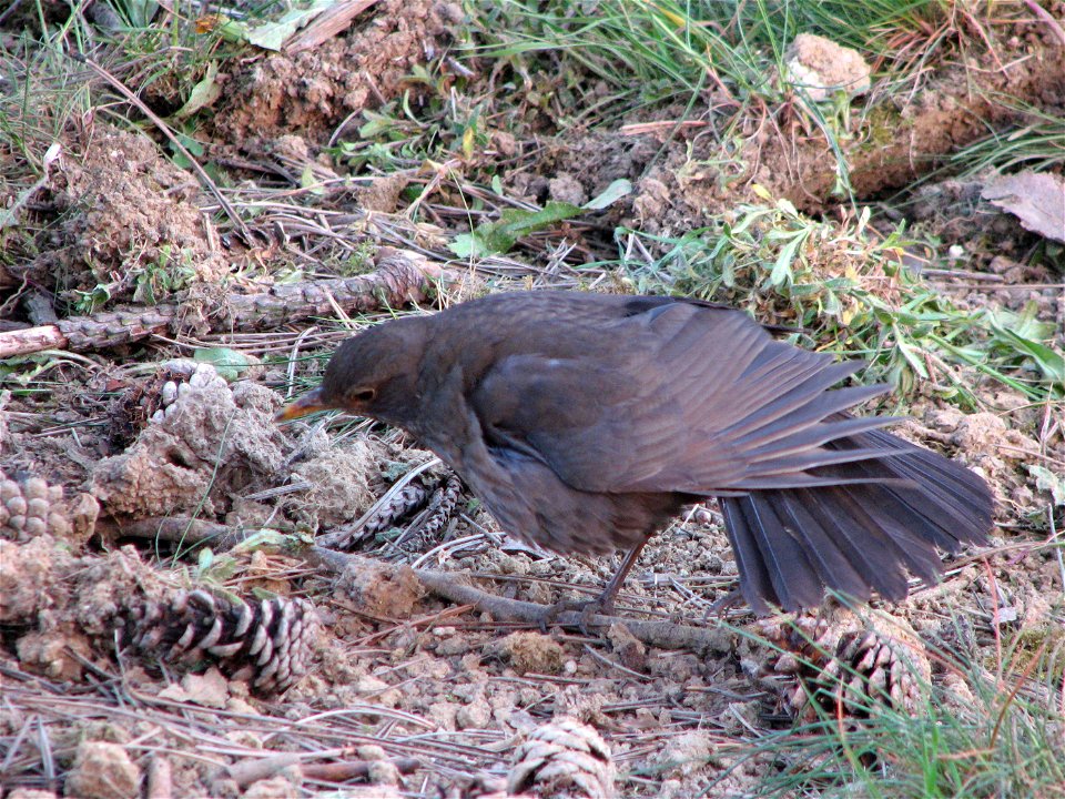 A female blakbird in a pine forest in Bystrc, searching for food