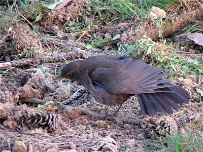 A female blakbird in a pine forest in Bystrc, searching for food