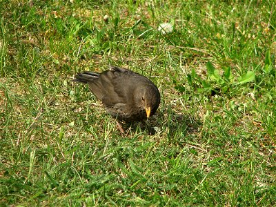 A female blackbird