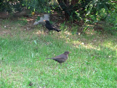 A pair of blackbirds in Bystrc. The male has a slightly leucistic head.