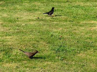 A pair of blackbirds in Bystrc