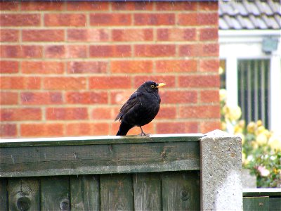 Bird on fence photo