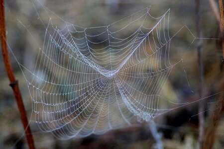 Dew in the morning water