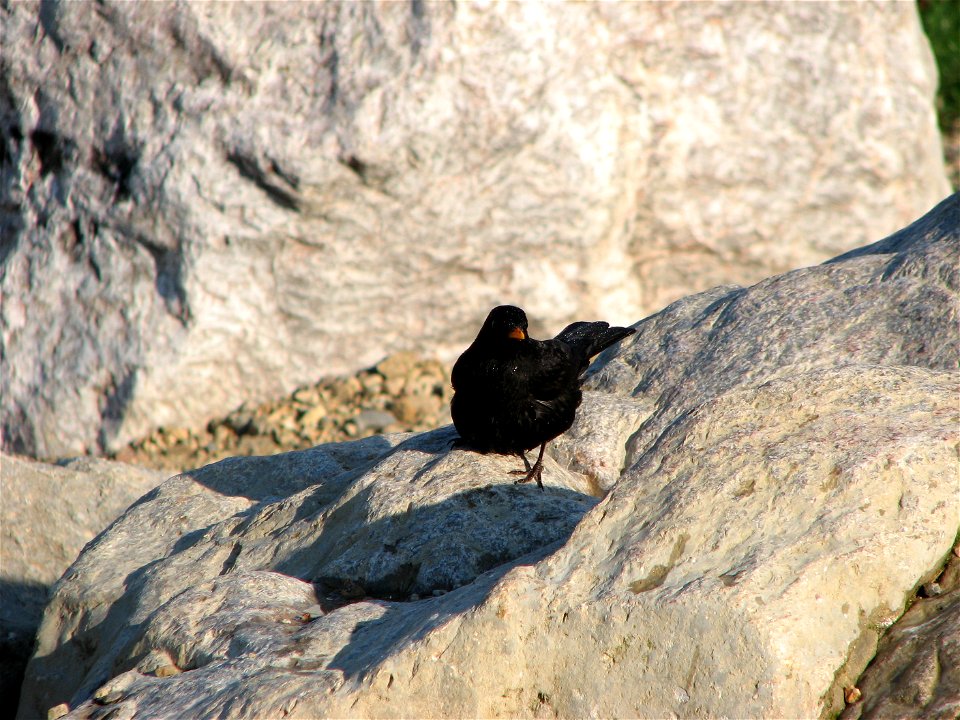 Blackbird after a bath in a fountain photo