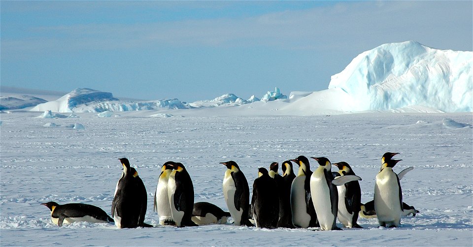 Emperor penguin on Snow Hill