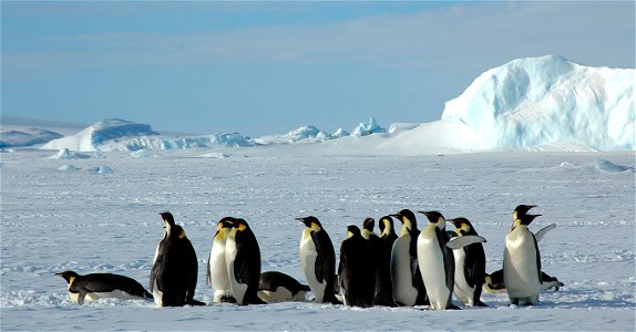 Emperor penguin on Snow Hill