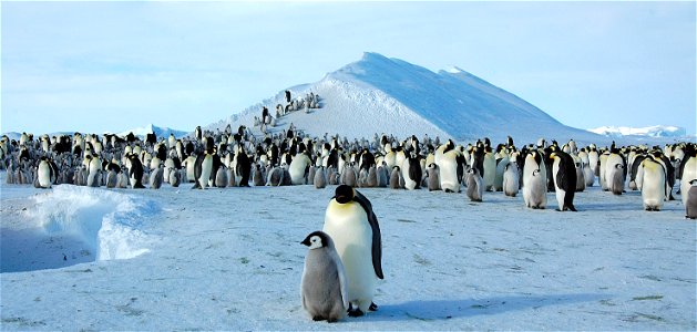 Emperor penguin on Snow Hill