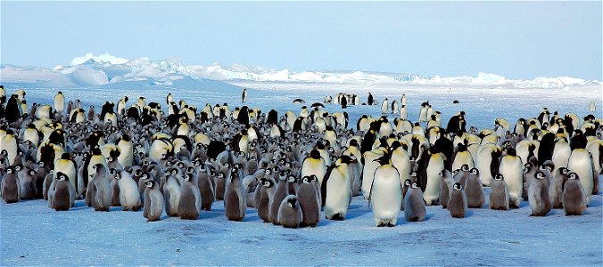 Emperor penguin on Snow Hill