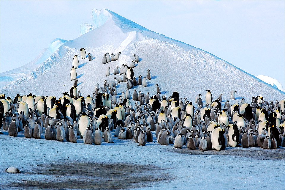 Emperor penguin on Snow Hill
