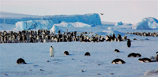 Emperor penguin on Snow Hill