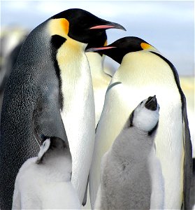 Emperor penguin on Snow Hill