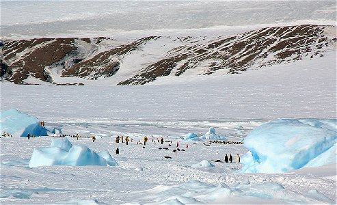 Emperor penguin on Snow Hill