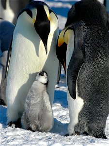 Emperor penguin on Snow Hill