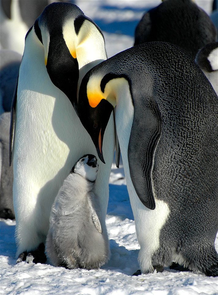 Emperor penguin on Snow Hill