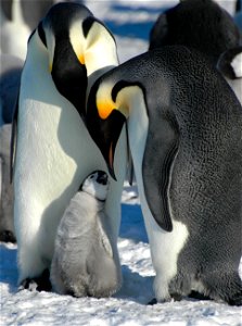 Emperor penguin on Snow Hill photo