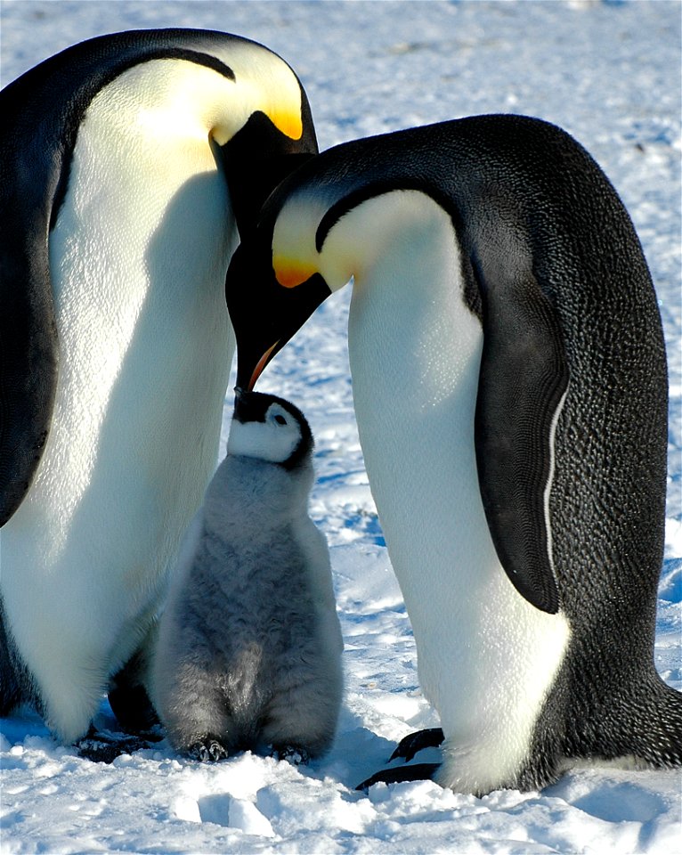 Emperor penguin on Snow Hill