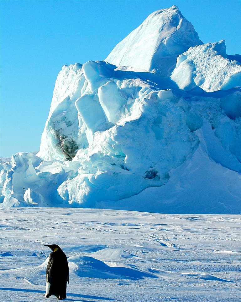 Emperor penguin on Snow Hill
