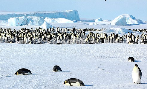 Emperor penguin on Snow Hill photo