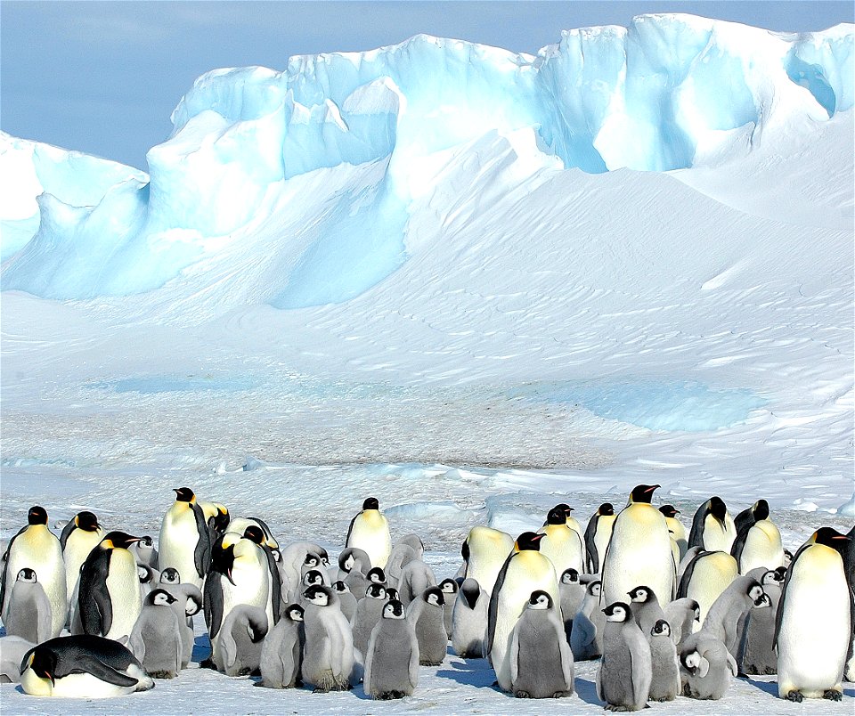 Emperor penguin on Snow Hill