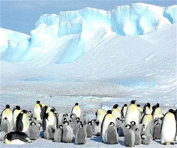 Emperor penguin on Snow Hill photo