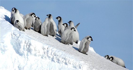 Emperor penguin on Snow Hill