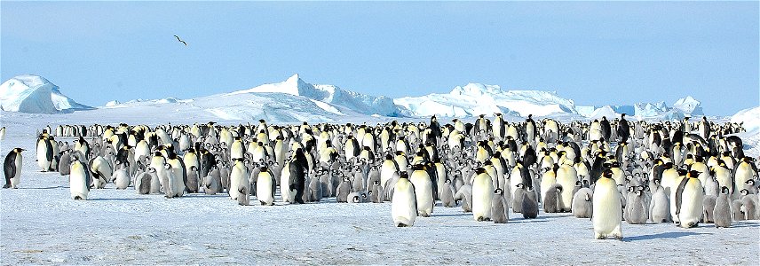 Emperor penguin on Snow Hill photo