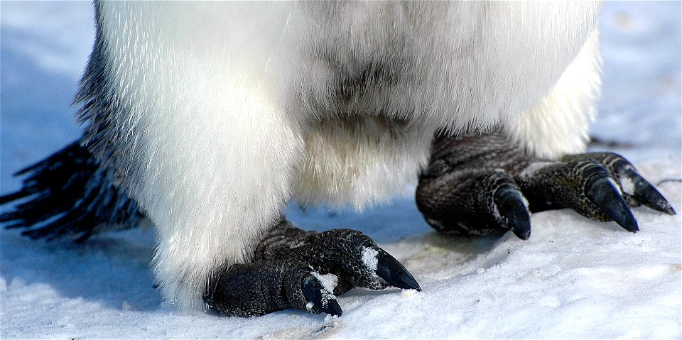 Emperor penguin on Snow Hill