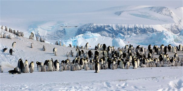 Emperor penguin on Snow Hill photo