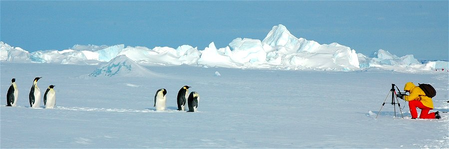 Emperor penguin on Snow Hill photo